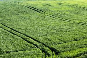 grünes landwirtschaftliches Feld foto