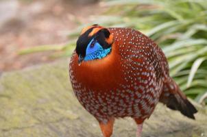 Tragopan-Vogel mit blauem Kopf in freier Wildbahn foto