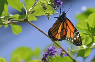 Schöner Vizekönigschmetterling, der in der Natur herumfliegt foto