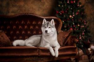 Hunderasse Siberian Husky, Porträthund auf einer Studiofarbe