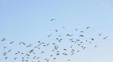 Vögel fliegen in den Himmel foto