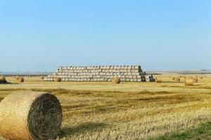 Feld Getreideanbau foto