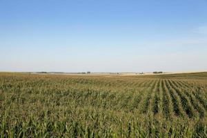 Maisfeld, Landwirtschaft foto