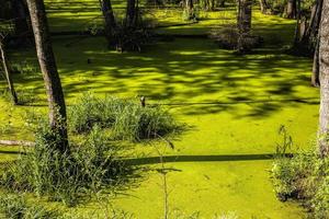 grüner Schleimsumpf foto