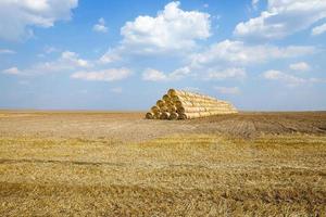 landwirtschaftliches Feldgetreide foto