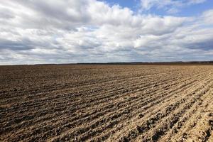 landwirtschaftliches Feldgetreide foto