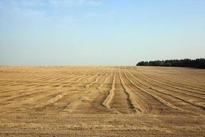 Feld nach der Ernte foto