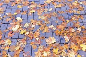 Blätter auf dem Bürgersteig, Herbst foto