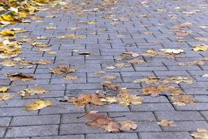 Blätter auf dem Bürgersteig, Herbst foto