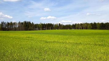 Landwirtschaft. Getreide. Frühling foto