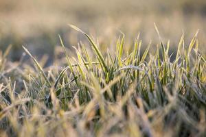 Frost auf dem Weizen foto