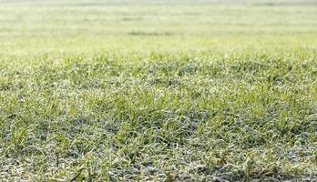 junge Graspflanzen, Nahaufnahme foto