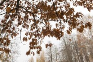 Herbstpark, bewölkt foto