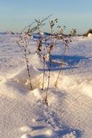 nach schneefall, nahaufnahme foto