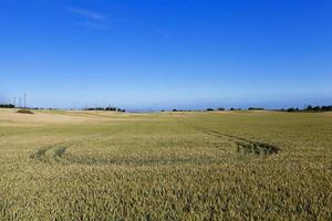 landwirtschaftliches Feldgetreide foto