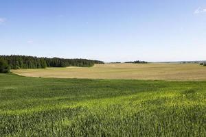 Weizenfeld. Sommer foto