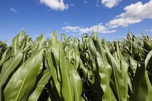 Maisfeld, Landwirtschaft foto