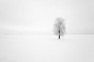 einsamer Baum, Schnee. foto