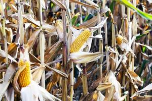 landwirtschaft, mais, nahaufnahme foto