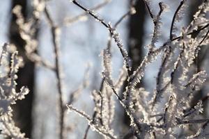 Winterzeit des Jahres foto