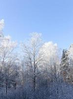 Frost in den Bäumen foto
