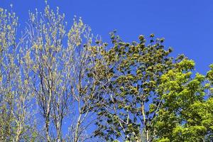 grüner Baum aus nächster Nähe foto