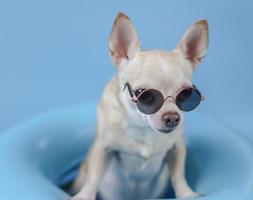 brauner Chihuahua-Hund mit kurzen Haaren, der eine Sonnenbrille trägt und im blauen Schwimmring auf blauem Hintergrund steht. foto