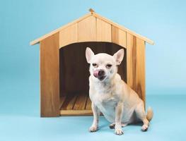 brauner Chihuahua-Hund mit kurzen Haaren, der vor einer hölzernen Hundehütte sitzt und die Lippen leckt, isoliert auf blauem Hintergrund. foto