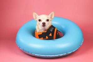 Süßer brauner Kurzhaar-Chihuahua-Hund mit orangefarbener Schwimmweste oder Schwimmweste, der im blauen Schwimmring sitzt, isoliert auf rosa Hintergrund. foto