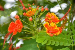 die Pfauenblume blüht und die Blütenblätter blühen im wunderschönen Naturgarten foto