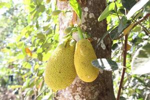 Jackfrucht im Garten foto