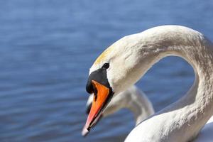 weißer einsamer Schwan, der auf dem Wasser schwimmt foto