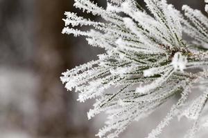 Nadeln im Frost foto