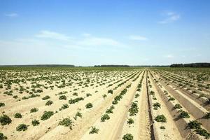 Landwirtschaft, Kartoffelfeld foto