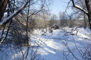 mit Schnee bedeckte Laubbäume foto