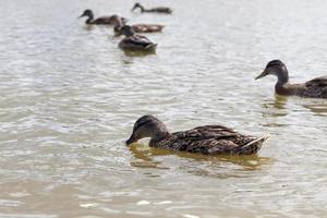 wilde Natur mit Wasservögeln foto