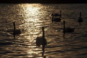 Schwimmen im Morgengrauen der Sonnengruppe Schwäne foto