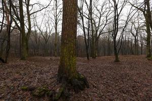 Wald im Herbst foto