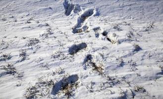 Schneeverwehungen im Winter foto