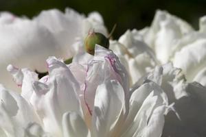 weiße Pfingstrosen blühen im Sommer foto