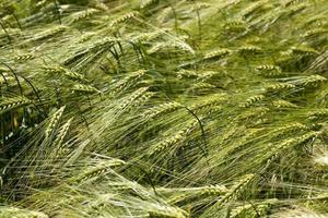 landwirtschaftliche Tätigkeit zum Anbau von Weizen foto