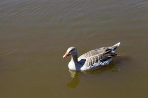 große graue Gans foto