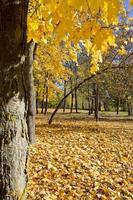 vergilbte Bäume, Park foto