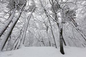 im Winter vollständig mit schneebedeckten Laubbäumen bedeckt foto