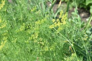 grüner saftiger dillstrauch im sommergarten foto