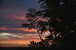 schöner Sonnenuntergang am Abend auf dem Hintergrund dunkler Ebereschenblätter. Schatten der Blätter auf dem Hintergrund eines farbenfrohen Sonnenuntergangs. foto