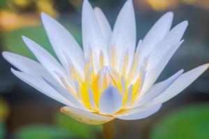 Nahaufnahme Makrofotografie gelber Lotus Seerose Blume Natur Hintergrund Premium-Foto foto