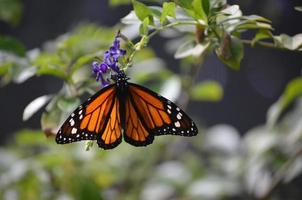 atemberaubende Aussicht auf einen orangefarbenen und schwarzen Vizekönigschmetterling foto