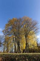 Herbstgelbes Laub foto