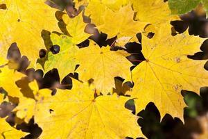 Blätter in der Herbstsaison foto